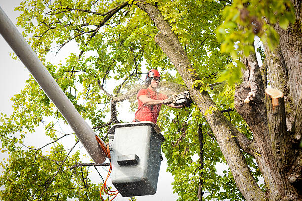 Best Professional Tree Care  in Erda, UT